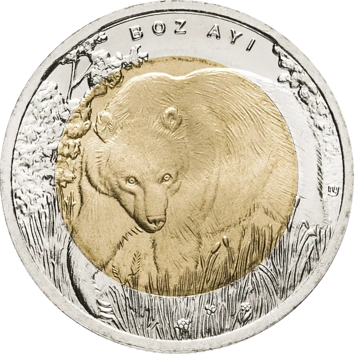 Boz Ayı
